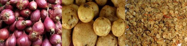 Benih Berkualitas, Kehidupan Berkembang: Balai Benih Holtikultura Banteran